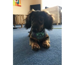 Stickdatei - Pfote ITH & Appli plus Anhänger und Tag